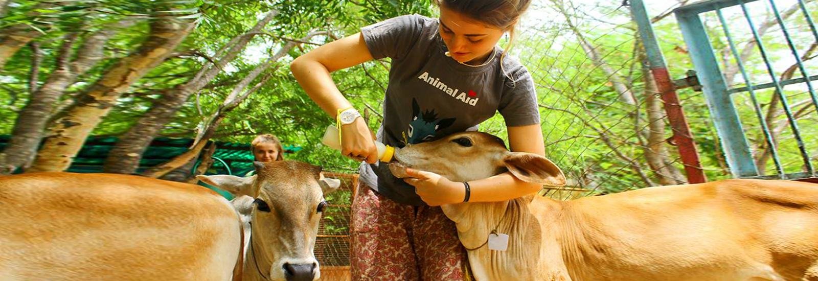 A volunteer treating a cow