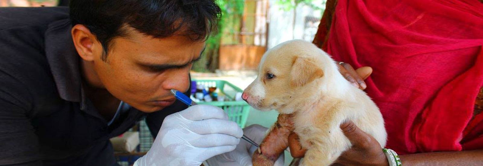 A veterinarian examining a puppy